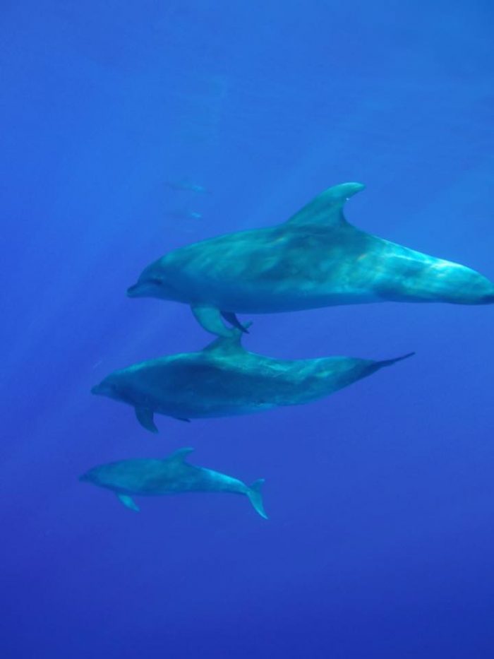 アルケミスト 魂のふるふる実験 ペンギン先生の 天才のたねのみつけ方